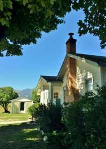 Large Canopy of Trees