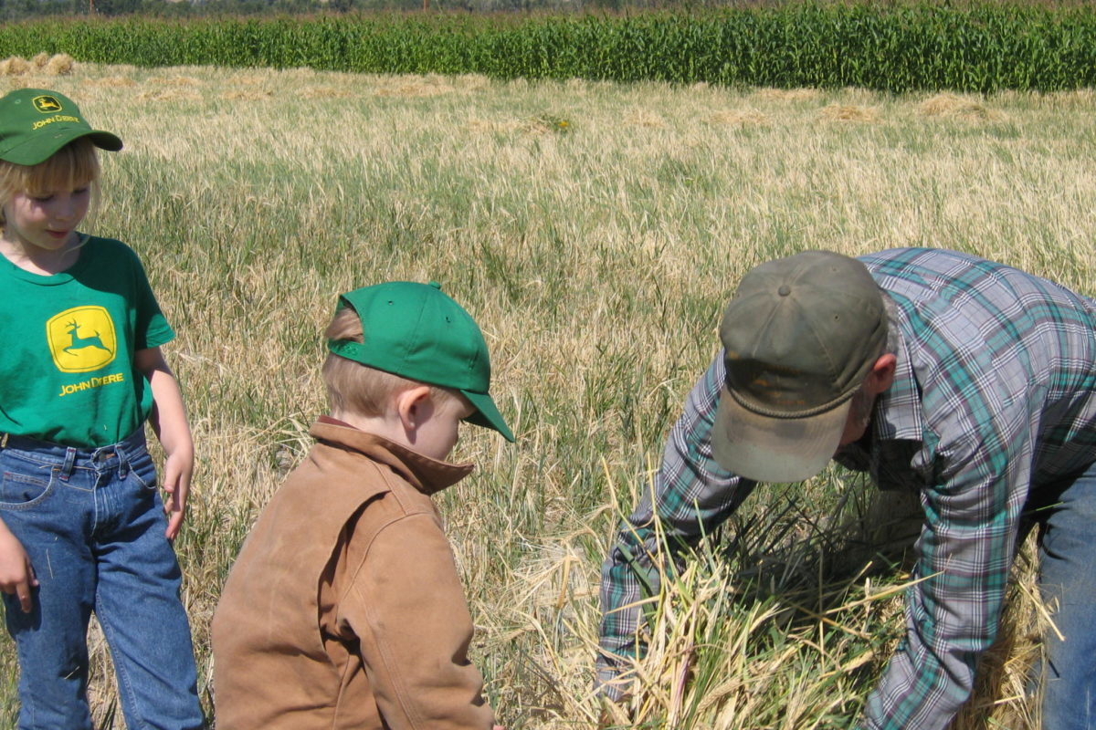 Haying, helping, Bitterroot Valley, Montana